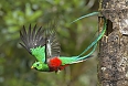 Resplendent Quetzal 