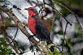 Male Rosy Thrush-Tanager