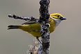 Silver-throated Tanager (Photo by: Kyle Horner)