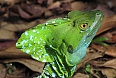 Green Basilisk close-up (Photo by: Ian Shanahan)