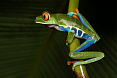 Red-eyed Tree Frog (Photo by: Kyle Horner)