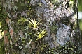 Highland forests can be more luxuriant with many epiphytic plants such as these Tillandia. (photo: Sherry Kirkvold)