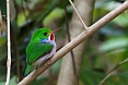 The Cuban Tody is a common endemic bird. It is fairly confiding. (photo: Josh Vandermeulen)