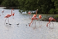 The American (Caribbean) Flamingos at Las Salinas - here with Black-necked Stilts - are a highlight of the Zapata area! (photo: Sherry Kirkvold)