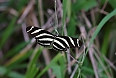 The Zebra Longwing is one of many butterflies that can be seen and photographed. (photo: Sherry Kirkvold)