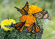 Monarch butterflies perched on marigold flowers