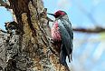 Lewis's Woodpecker