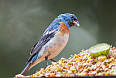 Lazuli Bunting