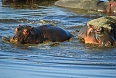 Hippopotamus