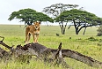 African Lion