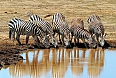 Plains Zebra (photo by Tony Beck)