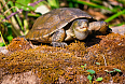 Mediterranean or Iberian Pond Turtle