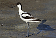 Pied Avocet (Photo by Andreas Trepte)