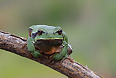 Iberian Tree Frog (Photo by Frank Vassen)