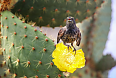 Common Cactus-Finch