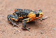 Yungas Red-bellied Toad (Photo by Josh Vandermeulen)