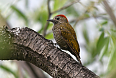 Dot-fronted Woodpecker (Photo by Josh Vandermeulen)