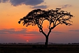 Sunset with silhouetted African acacia tree