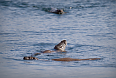 Wild Otters (Photo credit: Charles Marshall)