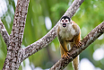 Central American Squirrel Monkey  (Photo by Alex Arias)