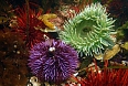 Other beauties include sea anemones and sea urchins!