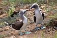 Blue-footed Boobies