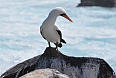 Nazca Booby