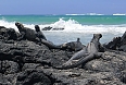 Marine Iguanas