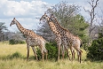 Giraffes at Kruger National Park