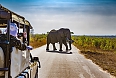 Safari in Kruger National Park - African Elephants 