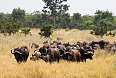 Buffaloes in Kruger National Park