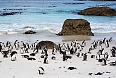 African Penguins on Boulders Beach