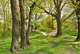 Woodland Walk through the Hill 60 Battle Field near Ypres