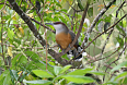 Jamaican Lizard-Cuckoo (Photo by Dominic Sherony)