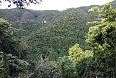 Cockpit Country forest (Photo by: Ann Haynes-Sutton)