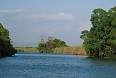 Black River Lower Morass boat tour scene (Photo by: Ann Haynes-Sutton)