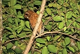 Jamaican Owl (Photo by: Dominic Sherony)