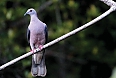 Ring-tailed Pigeon in Cockpit Country(Photo by: Ann Haynes-Sutton)