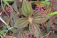 Endemic Pilea in Cockpit Country (Photo by: Ann Haynes-Sutton)