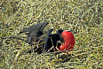 Magnificent Frigatebird (Photo credit: Justin Peter)