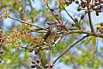 Lesser Antillean Flycatcher (Photo credit: Donald Davesne)