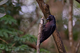 Guadeloupe Woodpecker