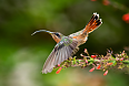 Rufous-breasted Hermit