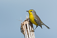 Barbuda Warbler