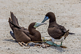 Brown Boobies (Photo credit: Charles J. Sharp)