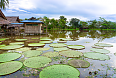 Amazon Lilies