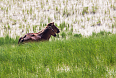 Sable Horses