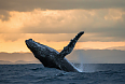 Humpback Whale