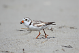 Piping Plover