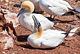 Northern Gannet